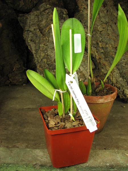 Cattleya trianae 'Taky Huailla' (42-8) x SELF.jpg