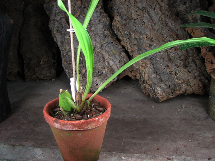 Lycaste skinneri alba x Lycaste Chita Sunset.jpg