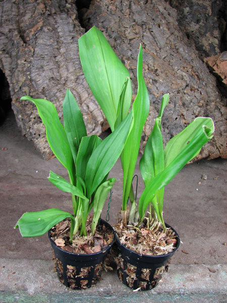 Dracula chimaera.jpg