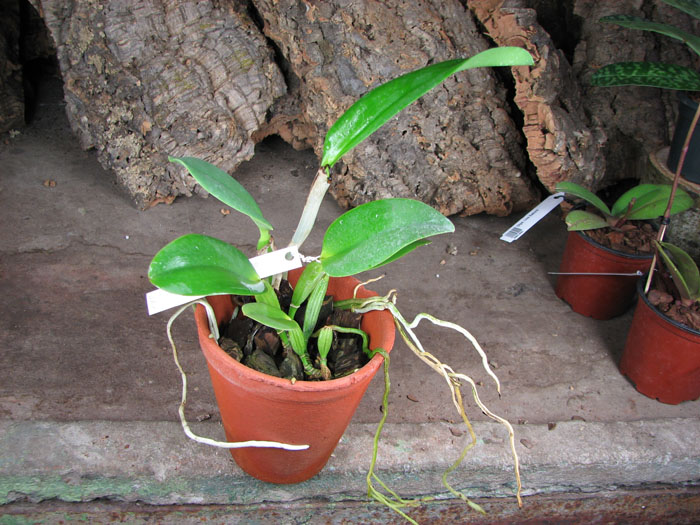 Cattleya warneri semi alba 'Geneva' x Laelia praestans alba.jpg