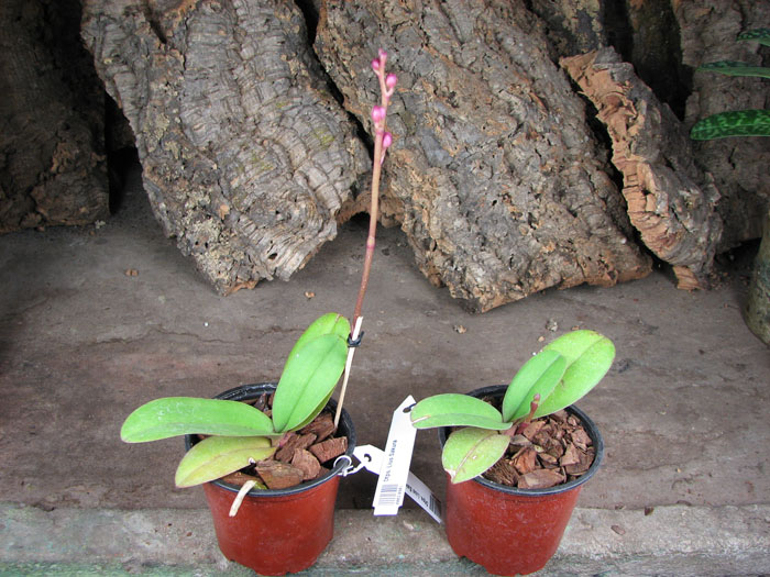 Doritaenopsis Lius Sakura.jpg