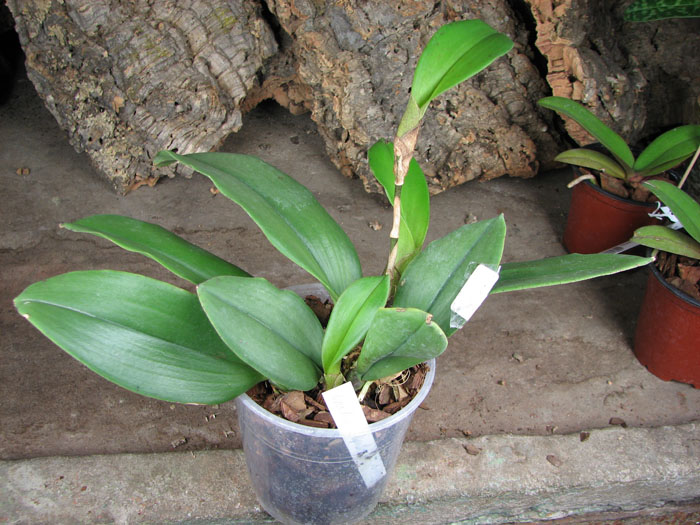 Oncidium Papilio.jpg