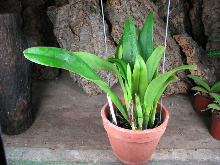 Potinara Haw Yuan Gold 'YC#2'.jpg