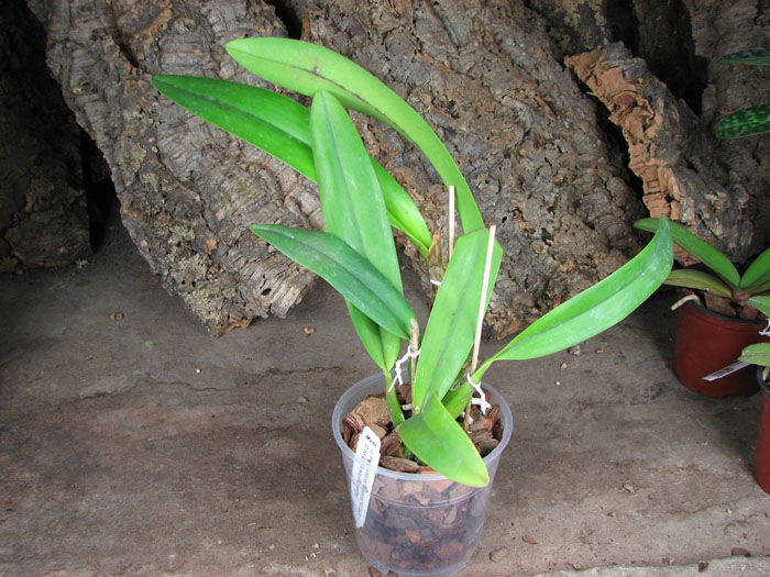 Laeliocattleya Ballet Folklorico 'Eloquence'.jpg