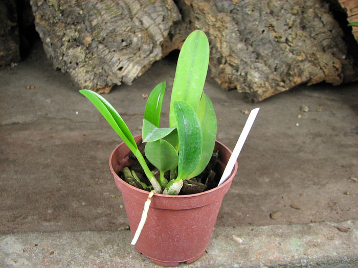 Laelia alaori x praestans.jpg