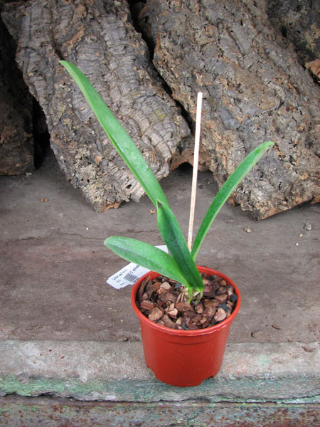 Cattleya schroderae 'Newberry' x '#2'.jpg