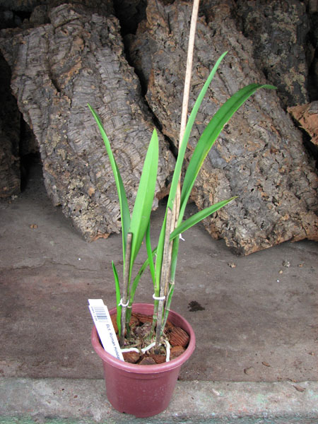 Brassocatanthe Roman Holidays.JPG