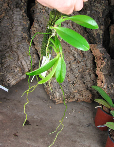 Laelia praestans.jpg