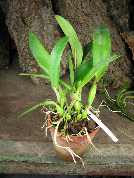 Laeliocattleya Sierra Skies 'Leone'.jpg
