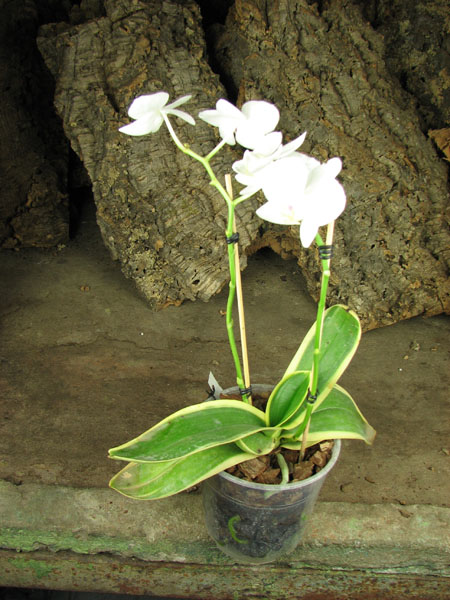 Phalaenopsis Amabilis 'ORCHIS'.jpg