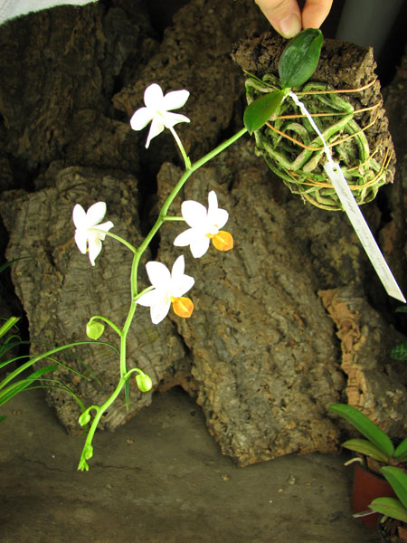 Phalaenopsis Mini Mark 'Maria Teresa'.jpg