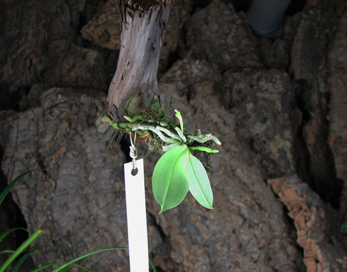 Phalaenopsis parishii.jpg