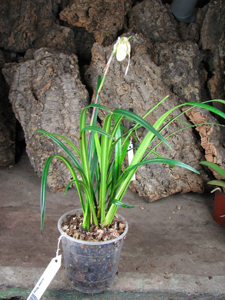 Phragmipedium pearcei.jpg
