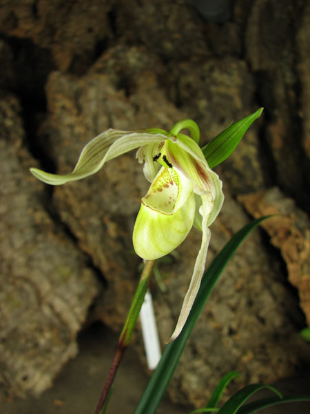 Phragmipedium pearcei.jpg