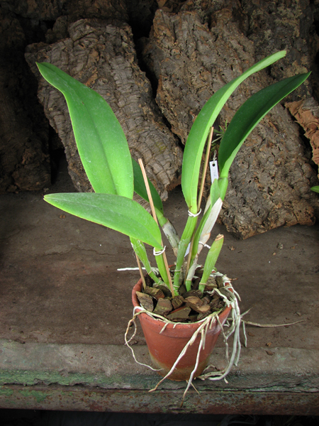 Brassolaeliocattleya Williette Wong 'The Best'.jpg
