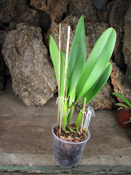 Brassolaeliocattleya Toshie's Magic 'Hsinying'.jpg
