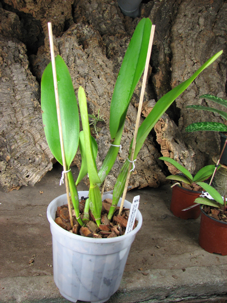 Brassolaeliocattleya Toshie Aoki 'Pizazz Subv OC'.jpg