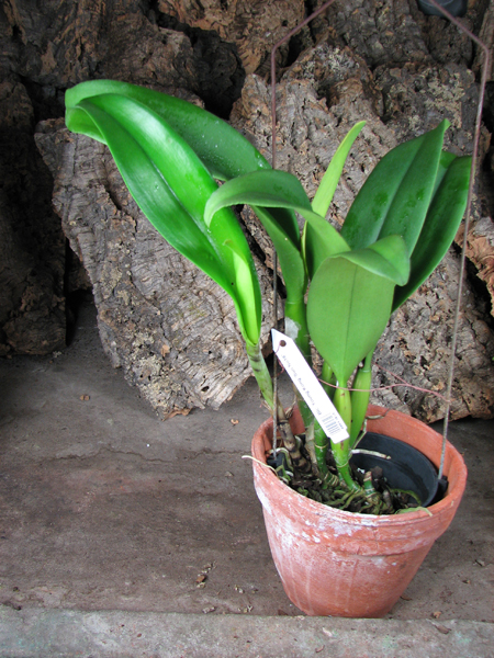 Brassolaeliocattleya Young Kong 'Sun No16'.jpg