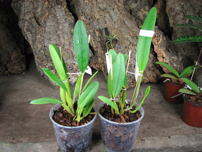 Cattleya mossiae alba 'Irene' x Cattleya mossiae alba 'Orosco'.jpg