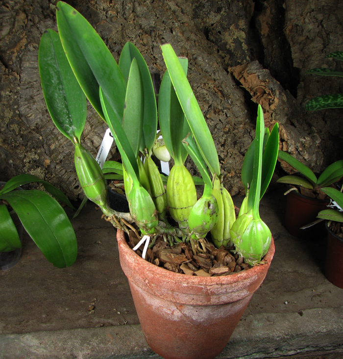 Laelia anceps Dawsonii f Chiapensis.jpg