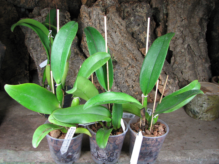 Brassolaeliocattleya Chia Lin 'New City' (Oconee x Maitland).jpg