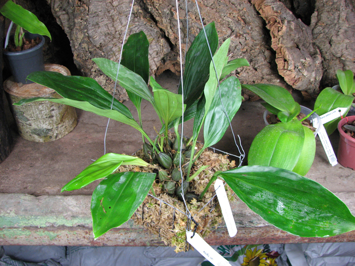 Stanhopea tigrina.jpg