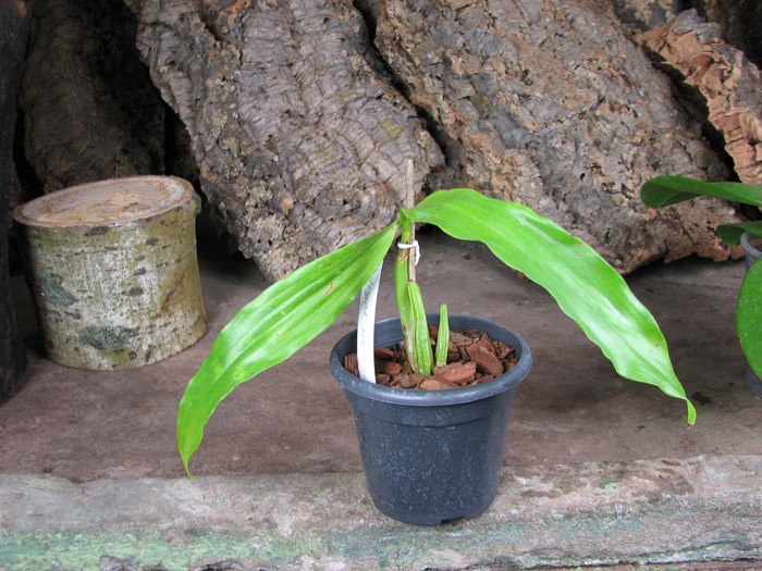 Coelogyne brachyptera.jpg