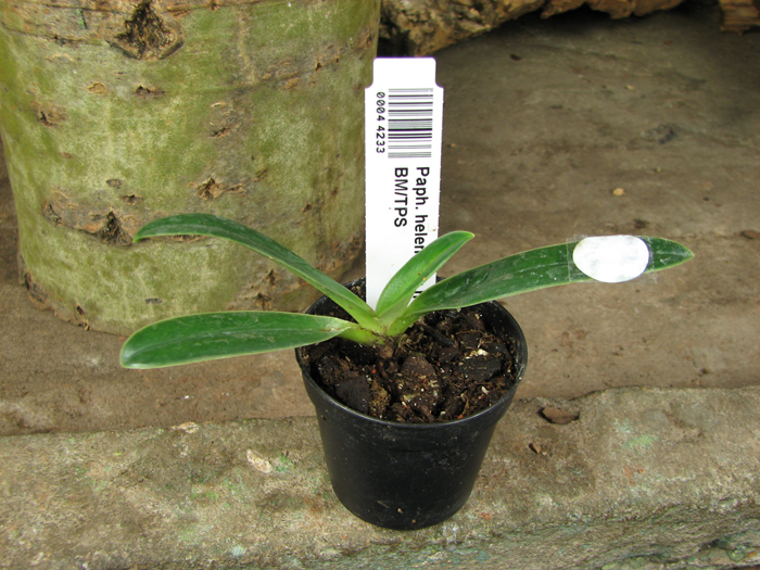 Paphiopedilum helenae x helenae 'Bear'.jpg