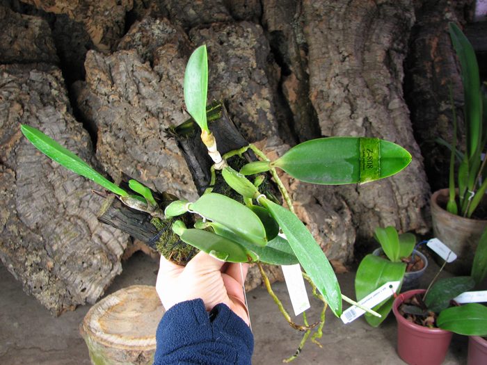 Laelia jongheana alba (Z-88) x Laelia jongheana suavissima.jpg