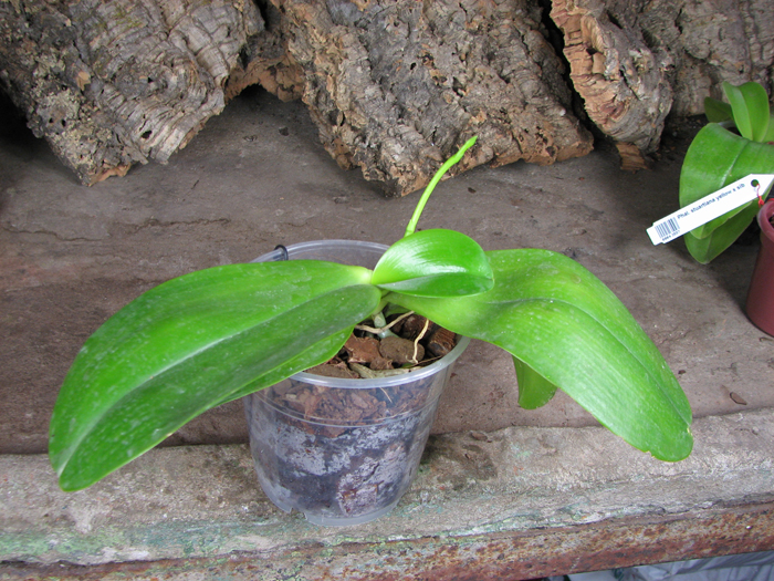 Phalaenopsis Mituo Sun 'Mituo #1' x Phalaenopsis Ld's Bear Queen.jpg