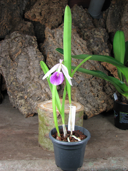 Brassolaelia Morning Glory 'Valentine Kiss'.jpg