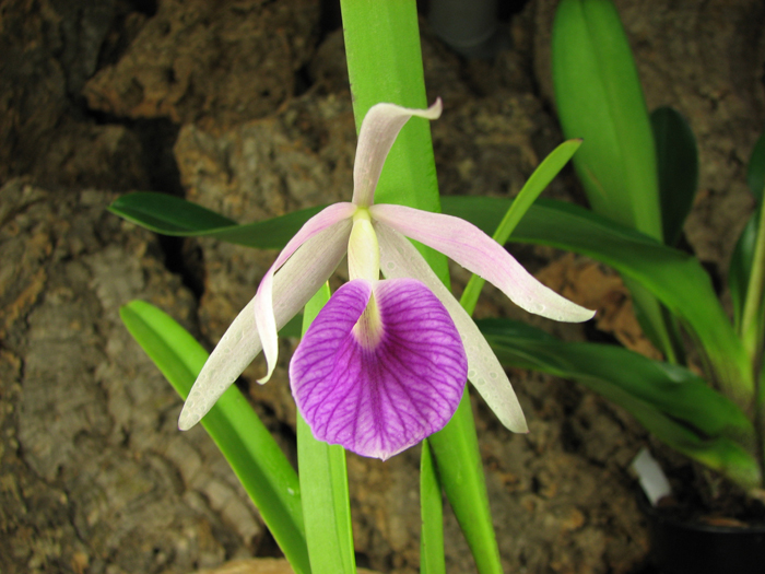 Brassolaelia Morning Glory 'Valentine Kiss'.jpg
