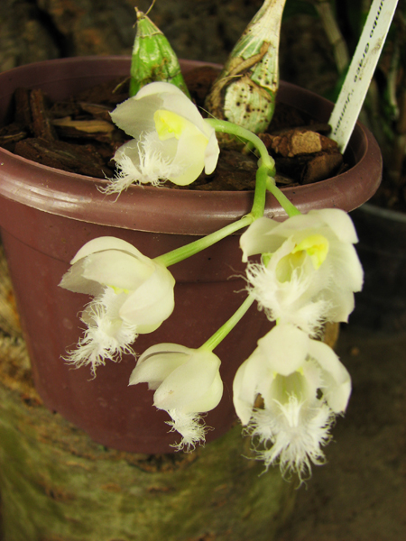 Clowesia Jumbo Grace 'Jumbo Orchids'.jpg