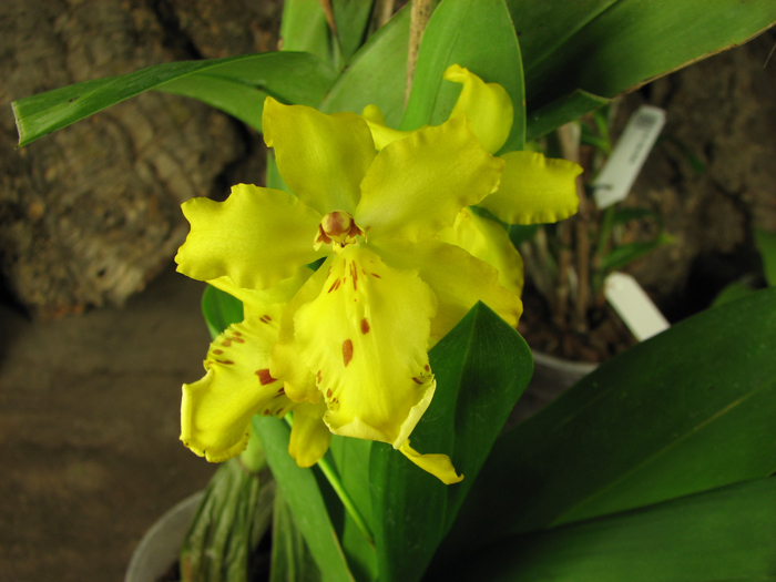 Odontocidium Mayfair 'RCW'.JPG