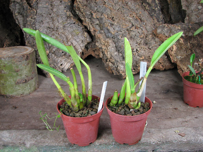 Laelia briegeri.jpg