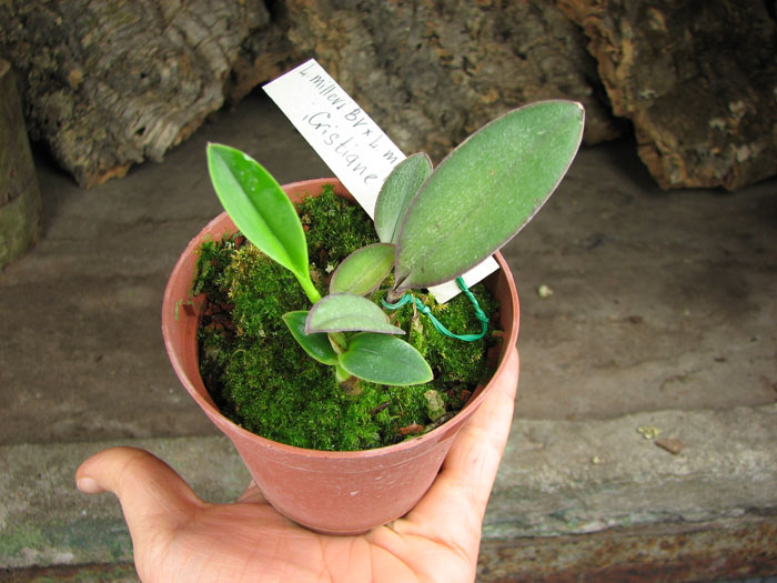 Laelia millerii BV x Laelia millerii 'Cristiane'.jpg