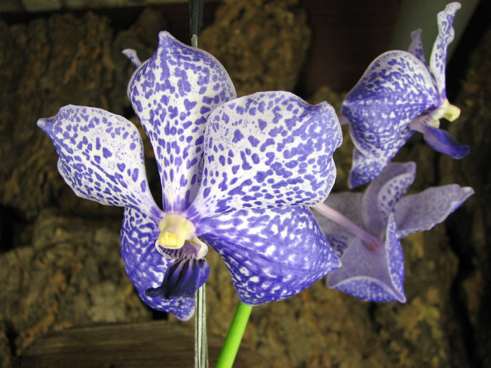 Vanda Thanadee x Srakaew.JPG