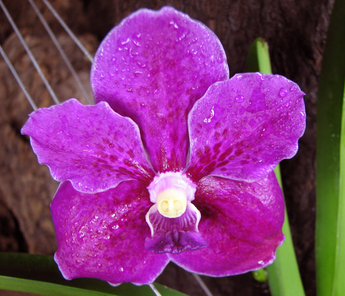 Vanda Robert Delight 'Pink Diamond'.jpg