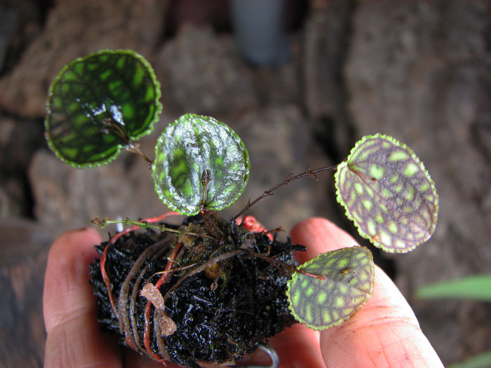 Lepanthes calodictyon.jpg