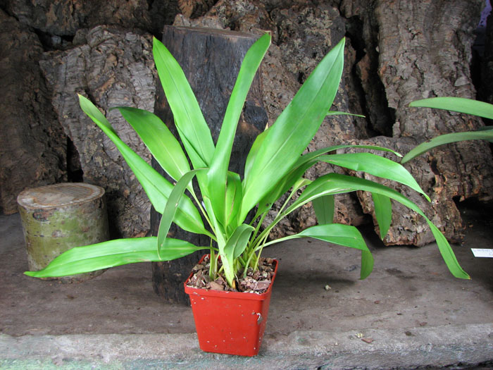 Maxillaria Sangai (Maxillaria Pulla x Maxillaria Striata).jpg