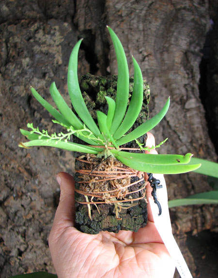 Ornithocephalus inflexus.jpg