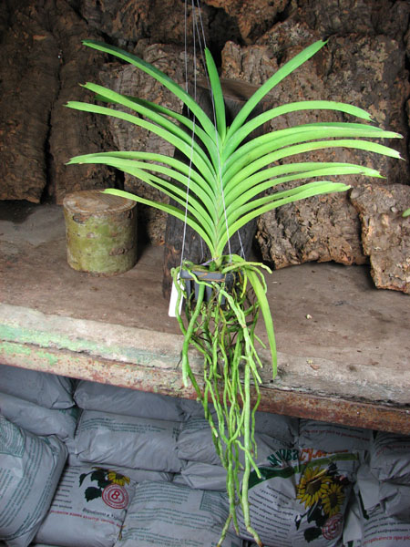 Vanda Fuchs Delight 'Blue Black'.jpg