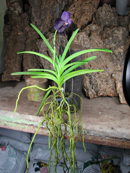 Vanda Robert Delight Blue.jpg