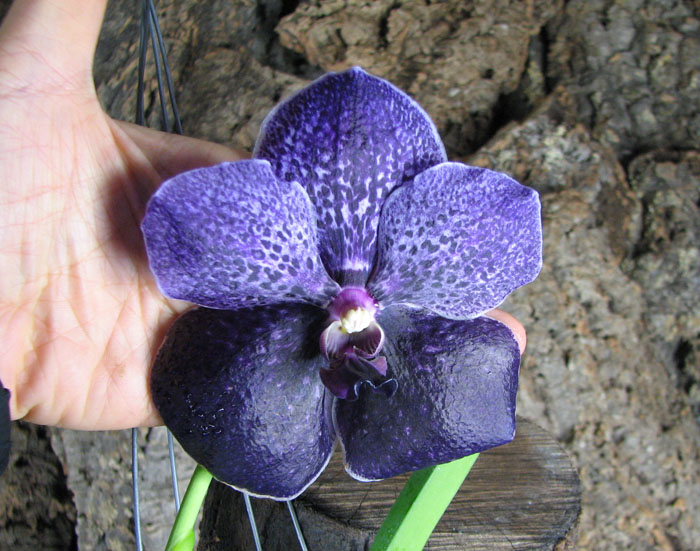 Vanda Robert Delight Blue.jpg