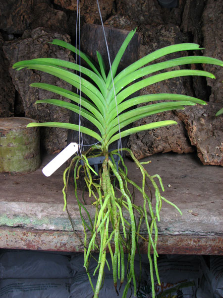 Vanda Robert Delight 'Dark Red'.jpg