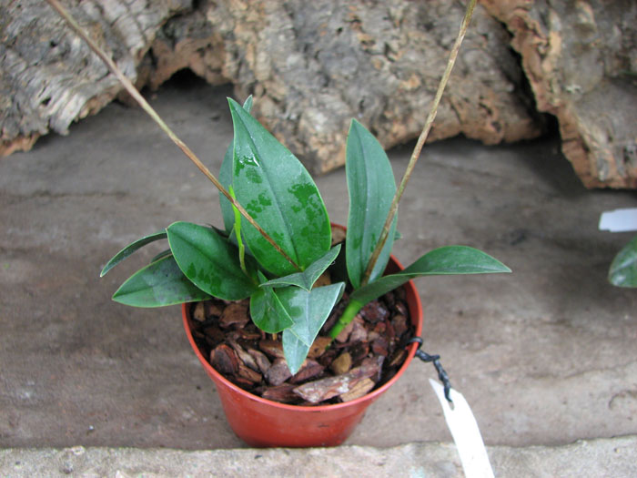 Epidendrum longipetalum.jpg