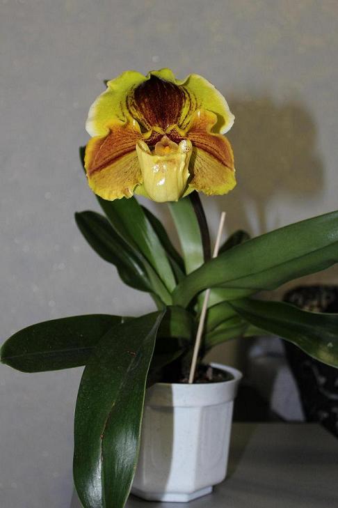 Paphiopedilum Lippewunder hybrid