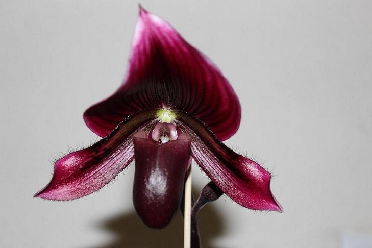 Paphiopedilum Shin-Yi Heart x Hung Sheng Star