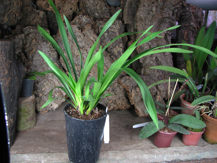 Cymbidium Kiwi Midnight.jpg