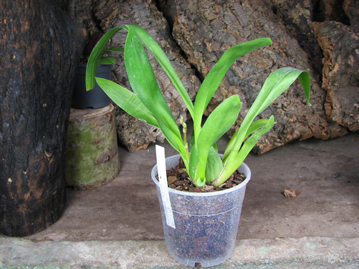 Vuylstekeara Yokara 'Perfection' x Oncidium leucochillum.jpg
